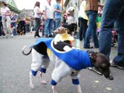 2009-Mystic-Krewe-of-Barkus-Mardi-Gras-French-Quarter-New-Orleans-Dog-Parade-Harriet-Cross-7512