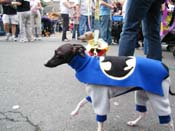 2009-Mystic-Krewe-of-Barkus-Mardi-Gras-French-Quarter-New-Orleans-Dog-Parade-Harriet-Cross-7513