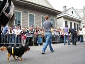 2009-Mystic-Krewe-of-Barkus-Mardi-Gras-French-Quarter-New-Orleans-Dog-Parade-Harriet-Cross-7515