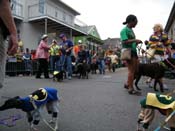 2009-Mystic-Krewe-of-Barkus-Mardi-Gras-French-Quarter-New-Orleans-Dog-Parade-Harriet-Cross-7516