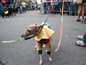 2009-Mystic-Krewe-of-Barkus-Mardi-Gras-French-Quarter-New-Orleans-Dog-Parade-Harriet-Cross-7517