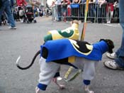 2009-Mystic-Krewe-of-Barkus-Mardi-Gras-French-Quarter-New-Orleans-Dog-Parade-Harriet-Cross-7518