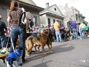 2009-Mystic-Krewe-of-Barkus-Mardi-Gras-French-Quarter-New-Orleans-Dog-Parade-Harriet-Cross-7521