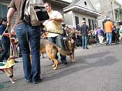 2009-Mystic-Krewe-of-Barkus-Mardi-Gras-French-Quarter-New-Orleans-Dog-Parade-Harriet-Cross-7522