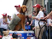 2009-Mystic-Krewe-of-Barkus-Mardi-Gras-French-Quarter-New-Orleans-Dog-Parade-Harriet-Cross-7527