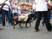 2009-Mystic-Krewe-of-Barkus-Mardi-Gras-French-Quarter-New-Orleans-Dog-Parade-Harriet-Cross-7530