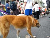 2009-Mystic-Krewe-of-Barkus-Mardi-Gras-French-Quarter-New-Orleans-Dog-Parade-Harriet-Cross-7531