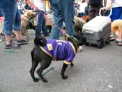 2009-Mystic-Krewe-of-Barkus-Mardi-Gras-French-Quarter-New-Orleans-Dog-Parade-Harriet-Cross-7532