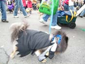 2009-Mystic-Krewe-of-Barkus-Mardi-Gras-French-Quarter-New-Orleans-Dog-Parade-Harriet-Cross-7533