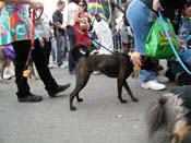 2009-Mystic-Krewe-of-Barkus-Mardi-Gras-French-Quarter-New-Orleans-Dog-Parade-Harriet-Cross-7534