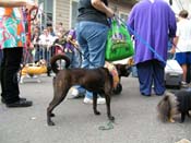 2009-Mystic-Krewe-of-Barkus-Mardi-Gras-French-Quarter-New-Orleans-Dog-Parade-Harriet-Cross-7535