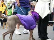 2009-Mystic-Krewe-of-Barkus-Mardi-Gras-French-Quarter-New-Orleans-Dog-Parade-Harriet-Cross-7536