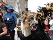 2009-Mystic-Krewe-of-Barkus-Mardi-Gras-French-Quarter-New-Orleans-Dog-Parade-Harriet-Cross-7539