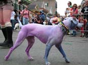 2009-Mystic-Krewe-of-Barkus-Mardi-Gras-French-Quarter-New-Orleans-Dog-Parade-Harriet-Cross-7541