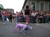 2009-Mystic-Krewe-of-Barkus-Mardi-Gras-French-Quarter-New-Orleans-Dog-Parade-Harriet-Cross-7543