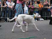 2009-Mystic-Krewe-of-Barkus-Mardi-Gras-French-Quarter-New-Orleans-Dog-Parade-Harriet-Cross-7545