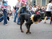 2009-Mystic-Krewe-of-Barkus-Mardi-Gras-French-Quarter-New-Orleans-Dog-Parade-Harriet-Cross-7548