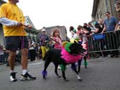 2009-Mystic-Krewe-of-Barkus-Mardi-Gras-French-Quarter-New-Orleans-Dog-Parade-Harriet-Cross-7552