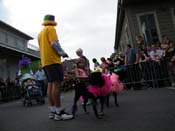 2009-Mystic-Krewe-of-Barkus-Mardi-Gras-French-Quarter-New-Orleans-Dog-Parade-Harriet-Cross-7553