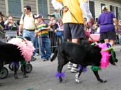 2009-Mystic-Krewe-of-Barkus-Mardi-Gras-French-Quarter-New-Orleans-Dog-Parade-Harriet-Cross-7558