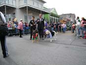 2009-Mystic-Krewe-of-Barkus-Mardi-Gras-French-Quarter-New-Orleans-Dog-Parade-Harriet-Cross-7566