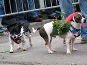 2009-Mystic-Krewe-of-Barkus-Mardi-Gras-French-Quarter-New-Orleans-Dog-Parade-Harriet-Cross-7569