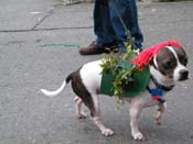 2009-Mystic-Krewe-of-Barkus-Mardi-Gras-French-Quarter-New-Orleans-Dog-Parade-Harriet-Cross-7571