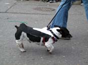 2009-Mystic-Krewe-of-Barkus-Mardi-Gras-French-Quarter-New-Orleans-Dog-Parade-Harriet-Cross-7572