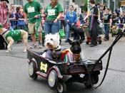 2009-Mystic-Krewe-of-Barkus-Mardi-Gras-French-Quarter-New-Orleans-Dog-Parade-Harriet-Cross-7574