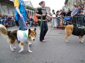 2009-Mystic-Krewe-of-Barkus-Mardi-Gras-French-Quarter-New-Orleans-Dog-Parade-Harriet-Cross-7580