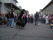 2009-Mystic-Krewe-of-Barkus-Mardi-Gras-French-Quarter-New-Orleans-Dog-Parade-Harriet-Cross-7582