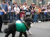 2009-Mystic-Krewe-of-Barkus-Mardi-Gras-French-Quarter-New-Orleans-Dog-Parade-Harriet-Cross-7589