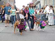 2009-Mystic-Krewe-of-Barkus-Mardi-Gras-French-Quarter-New-Orleans-Dog-Parade-Harriet-Cross-7590