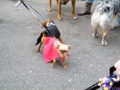 2009-Mystic-Krewe-of-Barkus-Mardi-Gras-French-Quarter-New-Orleans-Dog-Parade-Harriet-Cross-7603