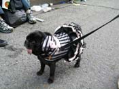 2009-Mystic-Krewe-of-Barkus-Mardi-Gras-French-Quarter-New-Orleans-Dog-Parade-Harriet-Cross-7604