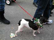 2009-Mystic-Krewe-of-Barkus-Mardi-Gras-French-Quarter-New-Orleans-Dog-Parade-Harriet-Cross-7605