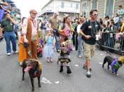 2009-Mystic-Krewe-of-Barkus-Mardi-Gras-French-Quarter-New-Orleans-Dog-Parade-Harriet-Cross-7608