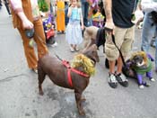 2009-Mystic-Krewe-of-Barkus-Mardi-Gras-French-Quarter-New-Orleans-Dog-Parade-Harriet-Cross-7609