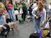 2009-Mystic-Krewe-of-Barkus-Mardi-Gras-French-Quarter-New-Orleans-Dog-Parade-Harriet-Cross-7610