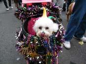 2009-Mystic-Krewe-of-Barkus-Mardi-Gras-French-Quarter-New-Orleans-Dog-Parade-Harriet-Cross-7611