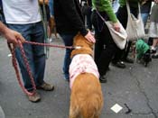 2009-Mystic-Krewe-of-Barkus-Mardi-Gras-French-Quarter-New-Orleans-Dog-Parade-Harriet-Cross-7613