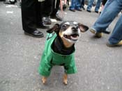 2009-Mystic-Krewe-of-Barkus-Mardi-Gras-French-Quarter-New-Orleans-Dog-Parade-Harriet-Cross-7616