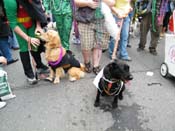 2009-Mystic-Krewe-of-Barkus-Mardi-Gras-French-Quarter-New-Orleans-Dog-Parade-Harriet-Cross-7621