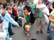 2009-Mystic-Krewe-of-Barkus-Mardi-Gras-French-Quarter-New-Orleans-Dog-Parade-Harriet-Cross-7624