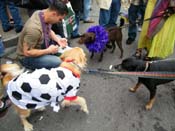 2009-Mystic-Krewe-of-Barkus-Mardi-Gras-French-Quarter-New-Orleans-Dog-Parade-Harriet-Cross-7631