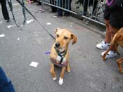 2009-Mystic-Krewe-of-Barkus-Mardi-Gras-French-Quarter-New-Orleans-Dog-Parade-Harriet-Cross-7637