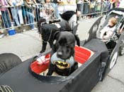 2009-Mystic-Krewe-of-Barkus-Mardi-Gras-French-Quarter-New-Orleans-Dog-Parade-Harriet-Cross-7641