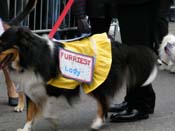 2009-Mystic-Krewe-of-Barkus-Mardi-Gras-French-Quarter-New-Orleans-Dog-Parade-Harriet-Cross-7646