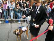 2009-Mystic-Krewe-of-Barkus-Mardi-Gras-French-Quarter-New-Orleans-Dog-Parade-Harriet-Cross-7647