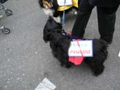 2009-Mystic-Krewe-of-Barkus-Mardi-Gras-French-Quarter-New-Orleans-Dog-Parade-Harriet-Cross-7651